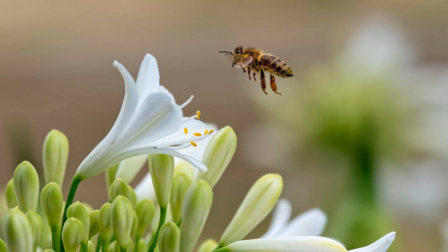 Air Pollution May Prevent Bees From Smelling Flowers