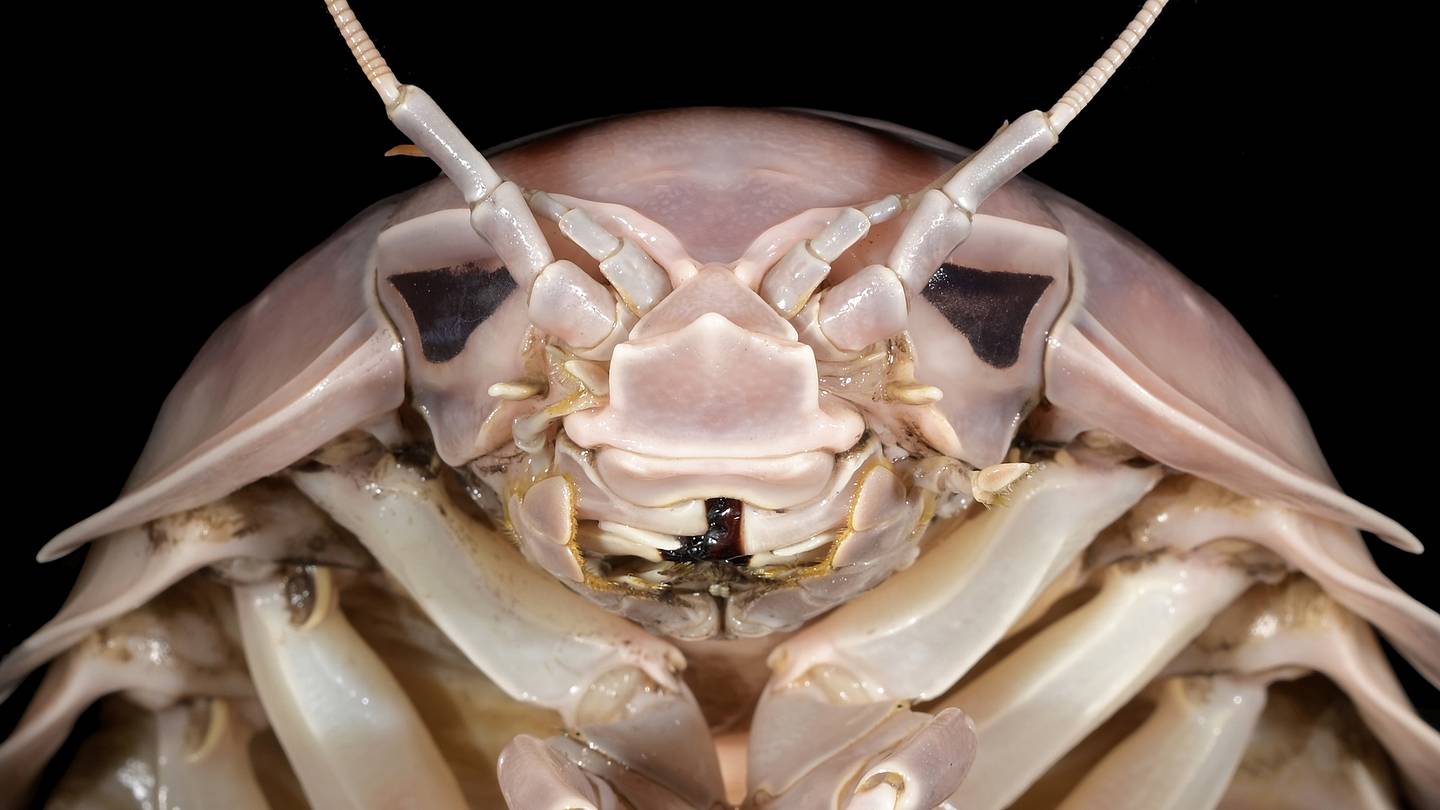 Meet Bathynomus Vaderi, the Foot-Long Sea Bug Named After Darth Vader