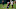Juan Davis, Texas football Juan Davis, Texas football