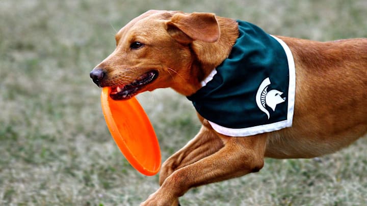 Zeke the Wonderdog IV, the Michigan State mascot, has died.