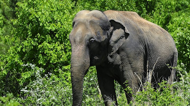 The elephant won the first March Mammal Madness in 2013.