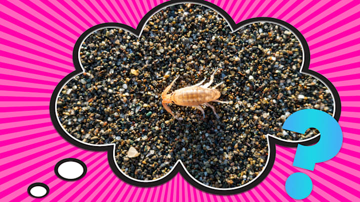 They could still bug you at the beach.