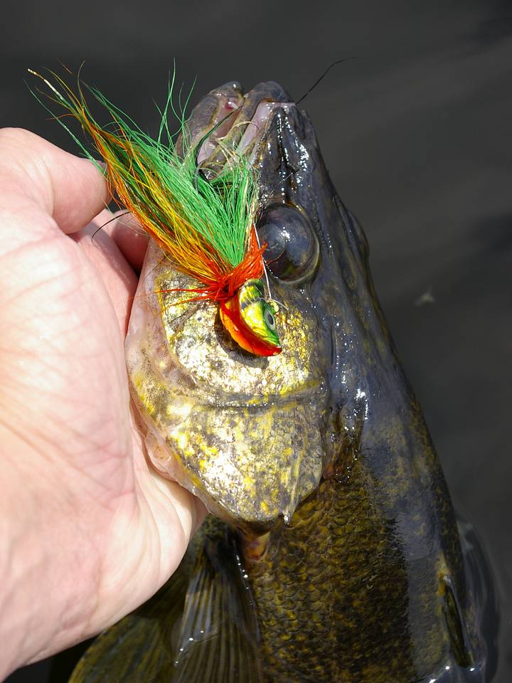fish chasing jig lure Nomad Design Buffalo - Blue Sardine Now available in 20g PBFish Epoxy Fishing Lure 3