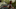 BG3 Halsin screenshot BG3 Halsin screenshot