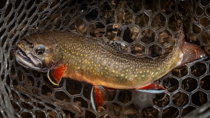 A West Virginia brook trout.