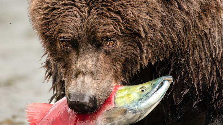The sockeye salmon is the lifeblood of Alaska. The sockeye salmon is the lifeblood of Alaska.