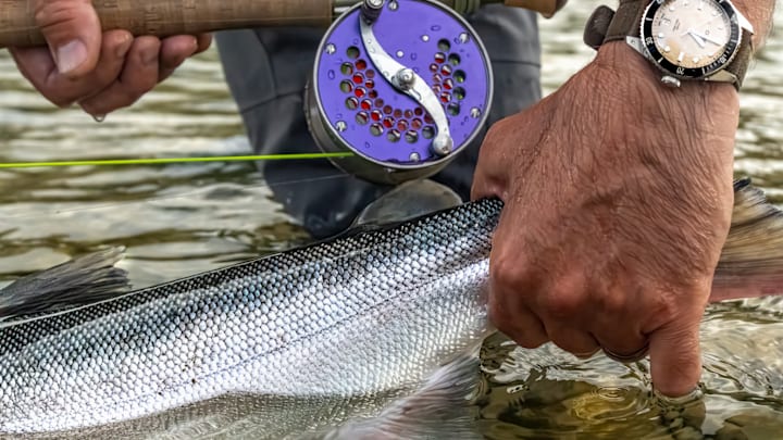 A bright and shiny silver salmon fresh from the ocean. 