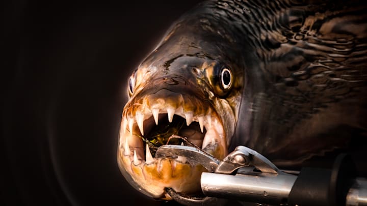 The stuff of nightmares. The stuff of nightmares.