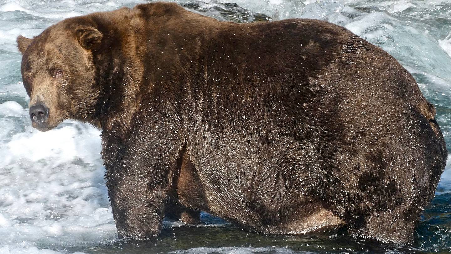 The Integrity of Fat Bear Week Has Been Marred By Ballot Stuffing