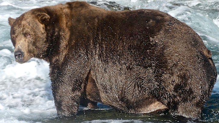 Bear 747 in his chonky glory.
