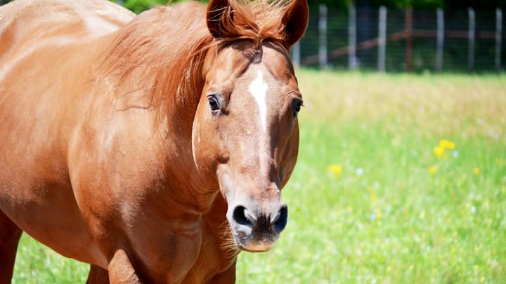 Shawne Bug Leo Shawne Bug Leo