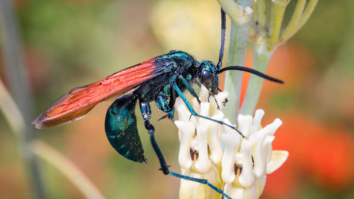 A male tarantula hawk wasp ('Pepsis formosa') A male tarantula hawk wasp ('Pepsis formosa')