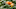 pumpkins growing on vines