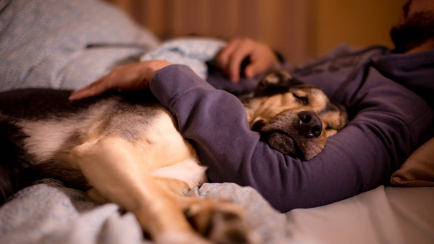 Your Dog Can Sense When You're Stressed, According to Science
