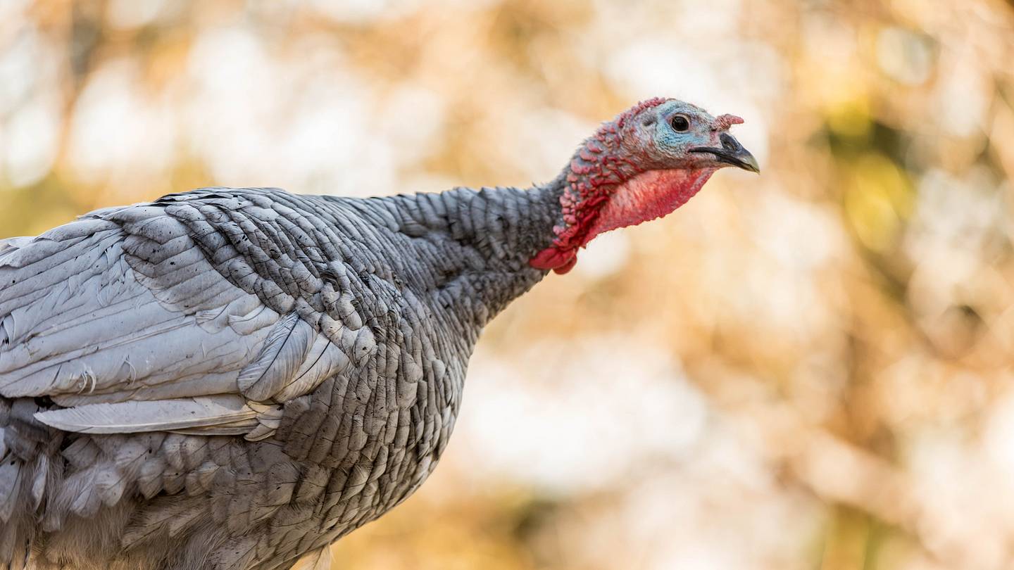 Whatâs the Purpose of a Turkeyâs Wattle?