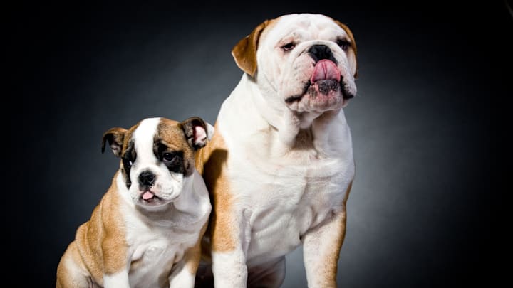 Mark your calendar: National Bulldogs Are Beautiful Day is just around the corner!