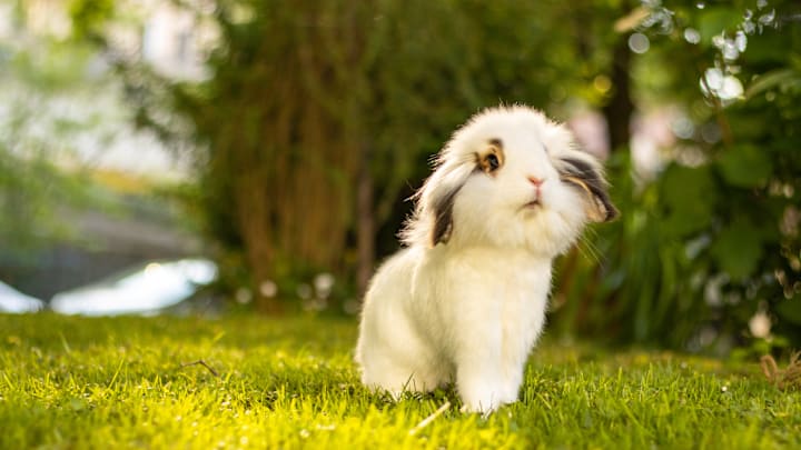 Rabbits are invading Florida.
