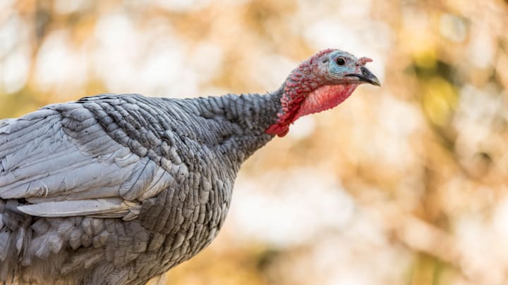 The regal turkey.