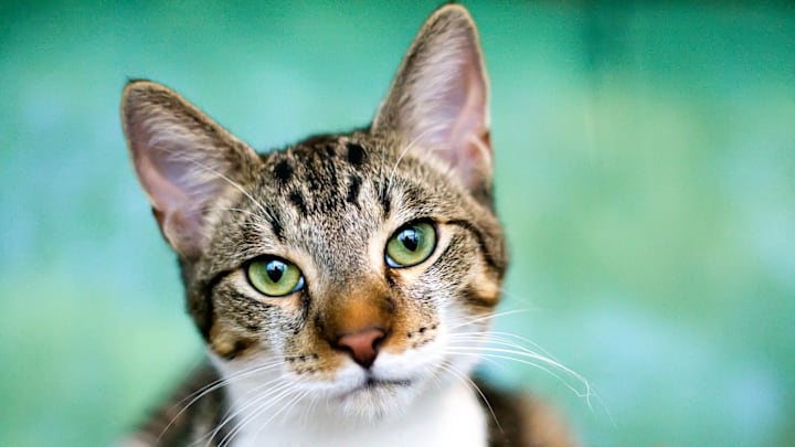 Cats are being evicted from Old San Juan in Puerto Rico.