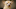 Portrait of Chihuahua dog sticking out tongue Portrait of Chihuahua dog sticking out tongue