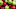 Red and green Fuji Apples in a Wooden Bowl with Leaves Red and green Fuji Apples in a Wooden Bowl with Leaves