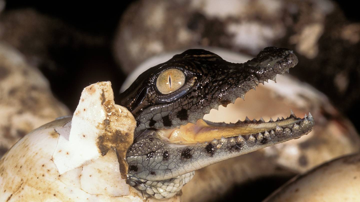 Scientists Marvel at the First âVirgin Birthâ Documented in a Crocodile