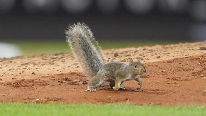 A squirrel made his presence known as the Red Sox and Yankees battled Friday. 