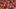 Canada Soccer fans Canada Soccer fans