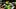 oregon ducks preseason ap top 25 poll rankings history ohio state buckeyes texas longhorns dan lanning big ten betting odds oregon ducks preseason ap top 25 poll rankings history ohio state buckeyes texas longhorns dan lanning big ten betting odds