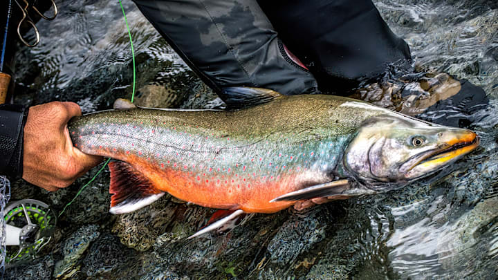 A big Arctic Char starting to ripen up with autumn colors. 