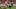 Nov 2, 2024; Clemson, South Carolina, USA; Louisville Cardinals running back Isaac Brown (25) runs the ball against Clemson T Nov 2, 2024; Clemson, South Carolina, USA; Louisville Cardinals running back Isaac Brown (25) runs the ball against Clemson T