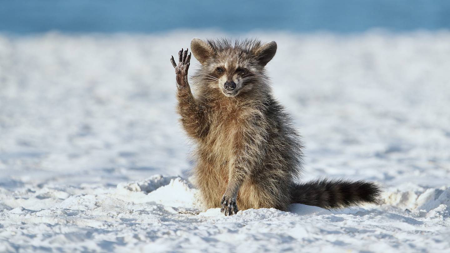 See the Funny Finalistsâand Vote for Your Favoriteâof the 2022 Comedy Wildlife Photography Awards