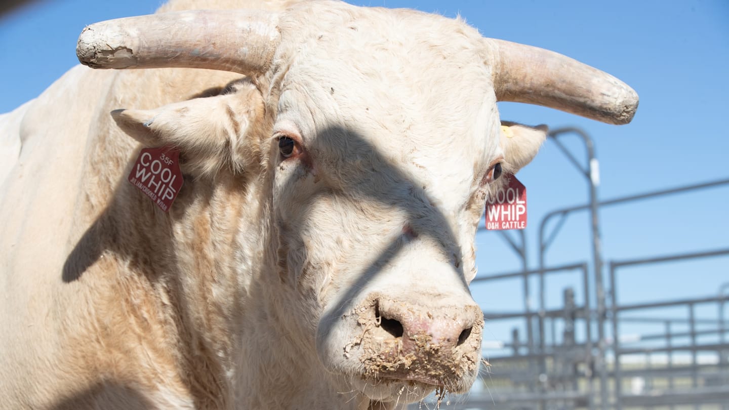 PBR World Mourning Incredibly Tragic Loss of Beloved Bull ‘Cool Whip’