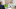 FXR_103_SG-4