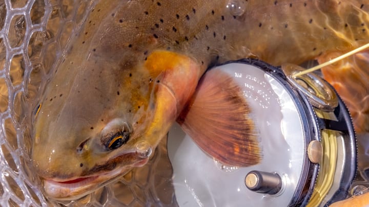 The colors of a Yellowstone Cutthroat are ablaze in yellow, orange, and red. The colors of a Yellowstone Cutthroat are ablaze in yellow, orange, and red.