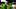 oregon ducks quarterback dante moore autzen stadium betting odds national championship usc betmgm fanduel draftkings ole miss oregon ducks quarterback dante moore autzen stadium betting odds national championship usc betmgm fanduel draftkings ole miss
