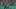 Austin FC