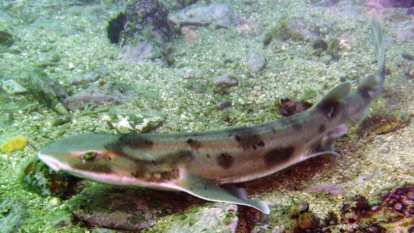 Yes, Some Sharks Do Sleep