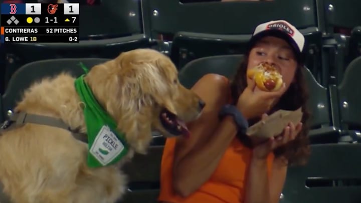 That dog wanted a dog.