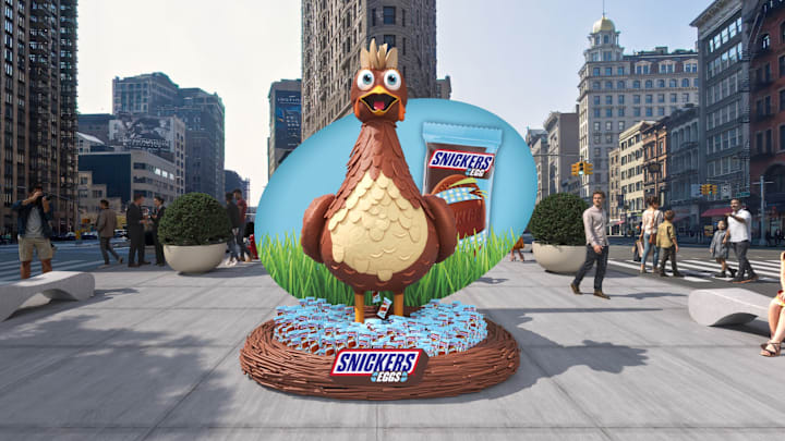 Snickers Chicken prepares to lay some Snickers Eggs