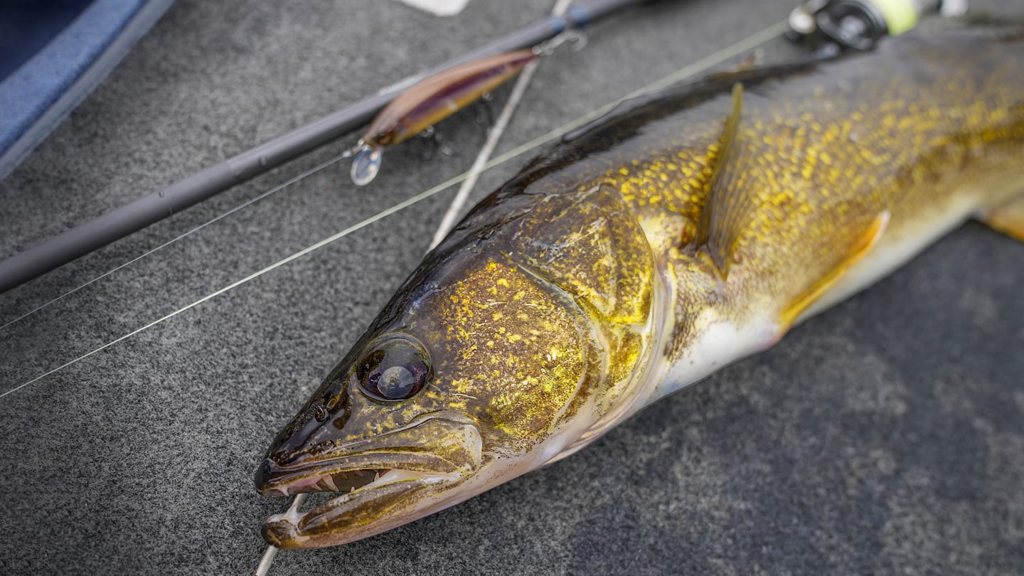 Wisconsin’s Walleye Opener Is Here—A Simple Plan to Catch Fish Fast