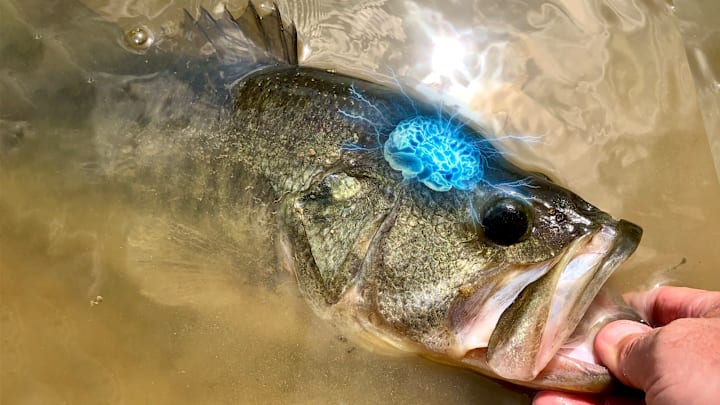 Discover how bass perceive their world differently from humans, and learn how understanding their senses can boost your fishing success.