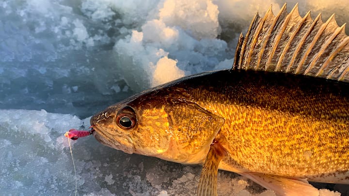 A freshly caught walleye glows in the light of the setting sun during early ice season.