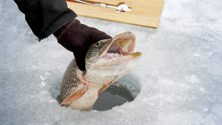 Grabbing a toothy northern pike from beneath the ice—an exciting moment for any tip-up angler!