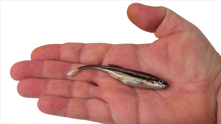 The Berkley Drip Minnow: Ultra-realistic design with an anatomically correct core and HD Tru Color finishes.