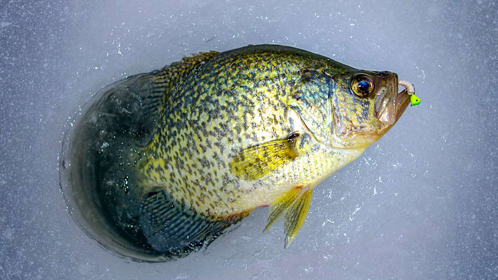 Learn four expert tips to detect finicky fish bites during winter ice fishing. From spring bobbers to electronics, catch more fish even in tough conditions.