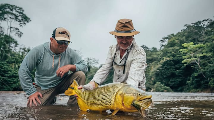 A beautiful Golden Dorado on the fly