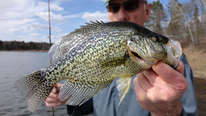How to find and catch spawning crappies in shallow water this spring using these proven tips, baits, and locations to maximize your early-season crappie bite.
