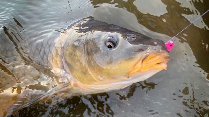 Common carp are some of the hardest-fighting fish found anywhere.