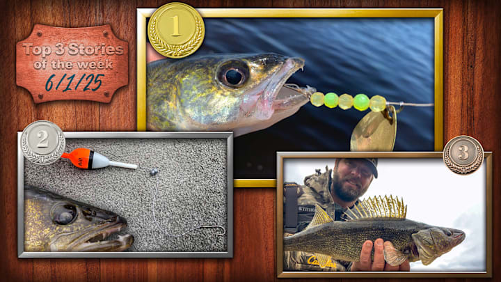From nightcrawler harness how to for walleye, to slip bobber tips, to 5 ways to become a better angler, these stories captured our Sports Illustrated fishing reader’s attention on Fishing on SI this past week. From nightcrawler harness how to for walleye, to slip bobber tips, to 5 ways to become a better angler, these stories captured our Sports Illustrated fishing reader’s attention on Fishing on SI this past week.